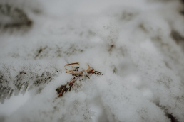 fotograf ślubny żory