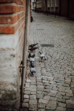 fotograf ślubny żory